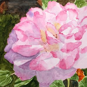 Huntington Library Rose