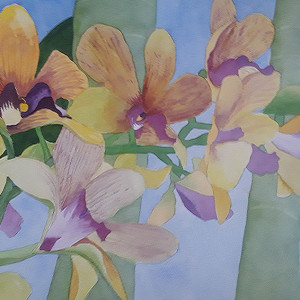 Orchids